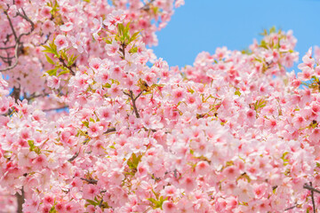 Wall Mural - flowers blossoms against clear blue sky