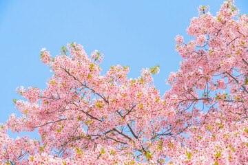 Wall Mural - flowers blossoms against clear blue sky