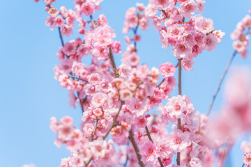 Wall Mural - flowers blossoms against clear blue sky