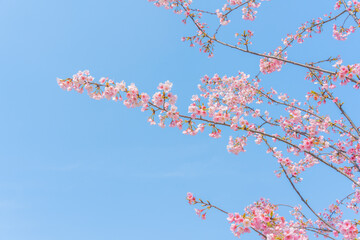 Wall Mural - flowers blossoms against clear blue sky