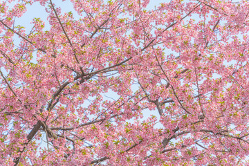 Wall Mural - flowers blossoms against clear blue sky