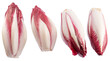 Collection of four red endive heads on white background. File contains clipping paths.