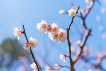 Wall Mural - flowers blossoms against clear blue sky