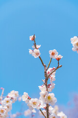 Wall Mural - flowers blossoms against clear blue sky