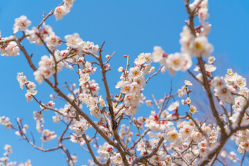 Wall Mural - flowers blossoms against clear blue sky