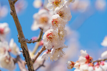 Wall Mural - flowers blossoms against clear blue sky