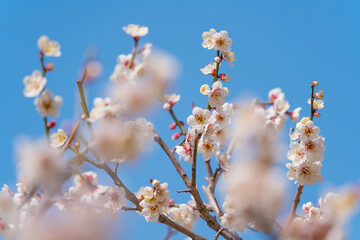 Wall Mural - flowers blossoms against clear blue sky