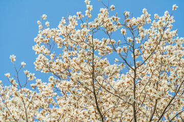 Wall Mural - flowers blossoms against clear blue sky