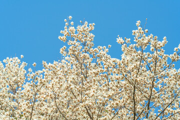 Wall Mural - flowers blossoms against clear blue sky