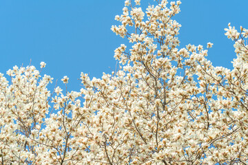 Wall Mural - flowers blossoms against clear blue sky