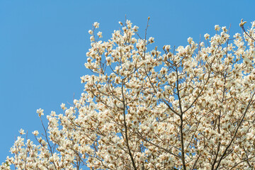 Wall Mural - flowers blossoms against clear blue sky