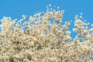 Wall Mural - flowers blossoms against clear blue sky