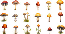 Colorful Illustrations Of Mushrooms In Watercolor, In The Style