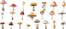 Colorful Illustrations Of Mushrooms In Watercolor, In The Style