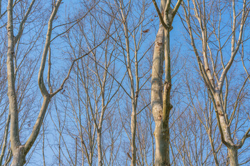 Wall Mural - view from below into treetops of beeches on a sunny day