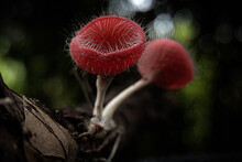Red Hairy Cup Fungus. Microstoma Floccosum Fungus On Wood.