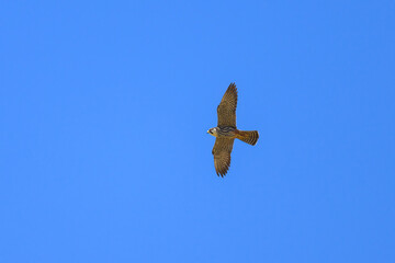 A Eurasian Hobby flying blue sky in summer