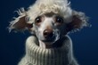 Close-up portrait photography of a cute poodle wearing a cashmere sweater against a navy blue background. With generative AI technology