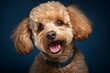 Close-up portrait photography of a cute poodle wearing a cashmere sweater against a navy blue background. With generative AI technology