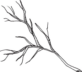 Vector black and white graphic illustration of dry bare tree branch, hand drawn.