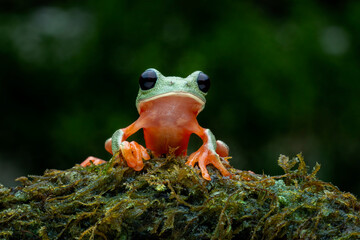 Wall Mural - Morelet's Tree Frog (Agalychnis moreletii) also been called Black-eyed Leaf Frog or Popeye Hyla. 