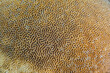 © robertharding - Close-up of coral in the crystal clear water in the shallow reefs off Bangka Island, off the northeastern tip of Sulawesi