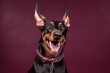 Medium shot portrait photography of a happy doberman pinscher wearing a spiked collar against a rich maroon background. With generative AI technology