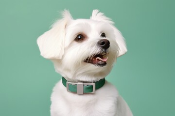 Wall Mural - Group portrait photography of a smiling maltese wearing a light-up collar against a pastel green background. With generative AI technology