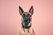 Photography in the style of pensive portraiture of a funny belgian malinois dog wearing a harness against a pastel green background. With generative AI technology