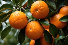 Oranges On Tree