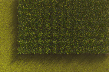 Wall Mural - Aerial view of a green corn field. Corn plant with cobs in 3D