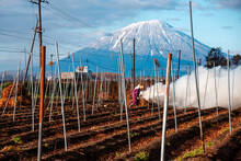 Farmer Burning Straw On A Field, With Snowy Volcano And Smoke, Yotei-zan Summit, Hokkaido, Japan