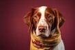 Photography in the style of pensive portraiture of a funny brittany dog wearing an anxiety wrap against a burgundy red background. With generative AI technology
