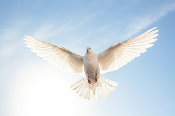 Wall Mural - dove flying in front of a clear sky