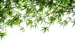 Dark green leaves of bamboo ornamental garden plant isolated on transparent background
