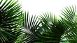 Tropical rainforest green leaves fern foliage plant on transparent background