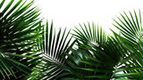 Fototapeta  - Tropical rainforest green leaves fern foliage plant on transparent background