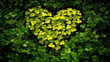 Heart shaped green yellow leaves vines of devils ivy or golden pothos (Epipremnum aureum) plant bush isolated on white background