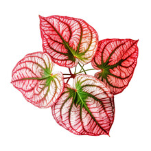 Red With Green Veins Caladium Fancy Leaved Tropical Foliage Plant Leaves Popular Houseplant Isolated On Transparent Background