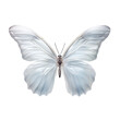 white butterfly is against a Transparent background