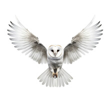 An White Barn Owl With Wings Spread