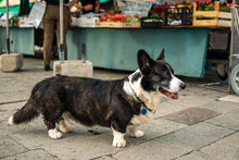 An Old Dog At The Vegetable Market Is Waiting For The Owner. A Dog At A Street Market.