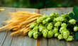Fresh cones of hops on one half and ears of grain on other one. Raw material for brewing production. Green fresh ripe hop cones and golden spica ears for making beer and bread. Close up.