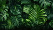 palm leaves luxury plants green banner background