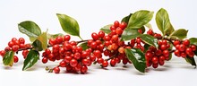 Red Coffee Beans And Berries On A Branch Of A Coffee Tree Ripe And Unripe Isolated On A White Background