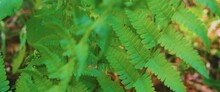 Footage Of A Beautiful Green Fern Plant In A Forest.