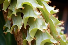 Close-up Of Staghorn Fern Spore Patches
