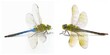 Male and female common green darner - Anax junius - is a species of dragonfly in the family Aeshnidae. One of the most common species throughout North America isolated on white background two views