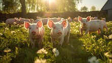 Image Of Organic Pigs And Piglets Grazing Freely In A Lush Green Pasture.