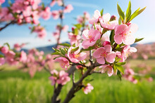 Orchard Of Blooming Peach Trees In Spring. Blossoming Peach Tree Branches With Pink Flowers In Garden With Green Grass. Generative AI